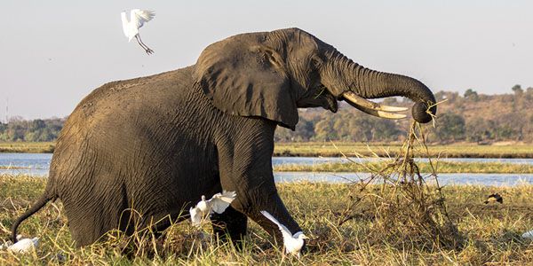 elephant